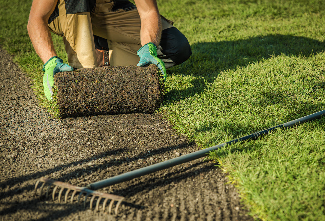 Person unrolling sod