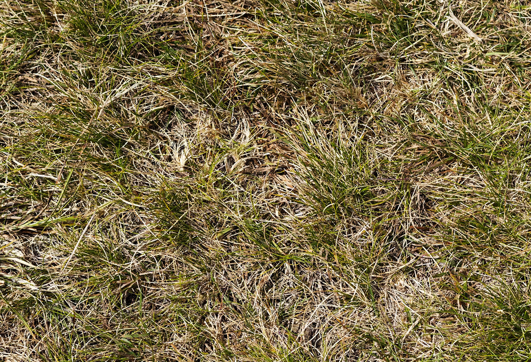 Close up on dry and dead grass