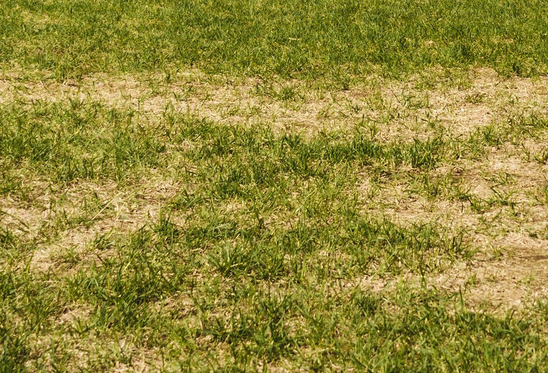Dry and dead grass