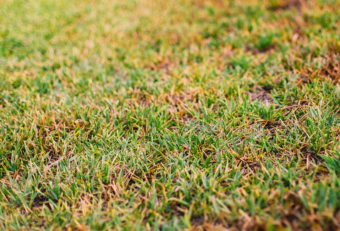 Dry and dying grass