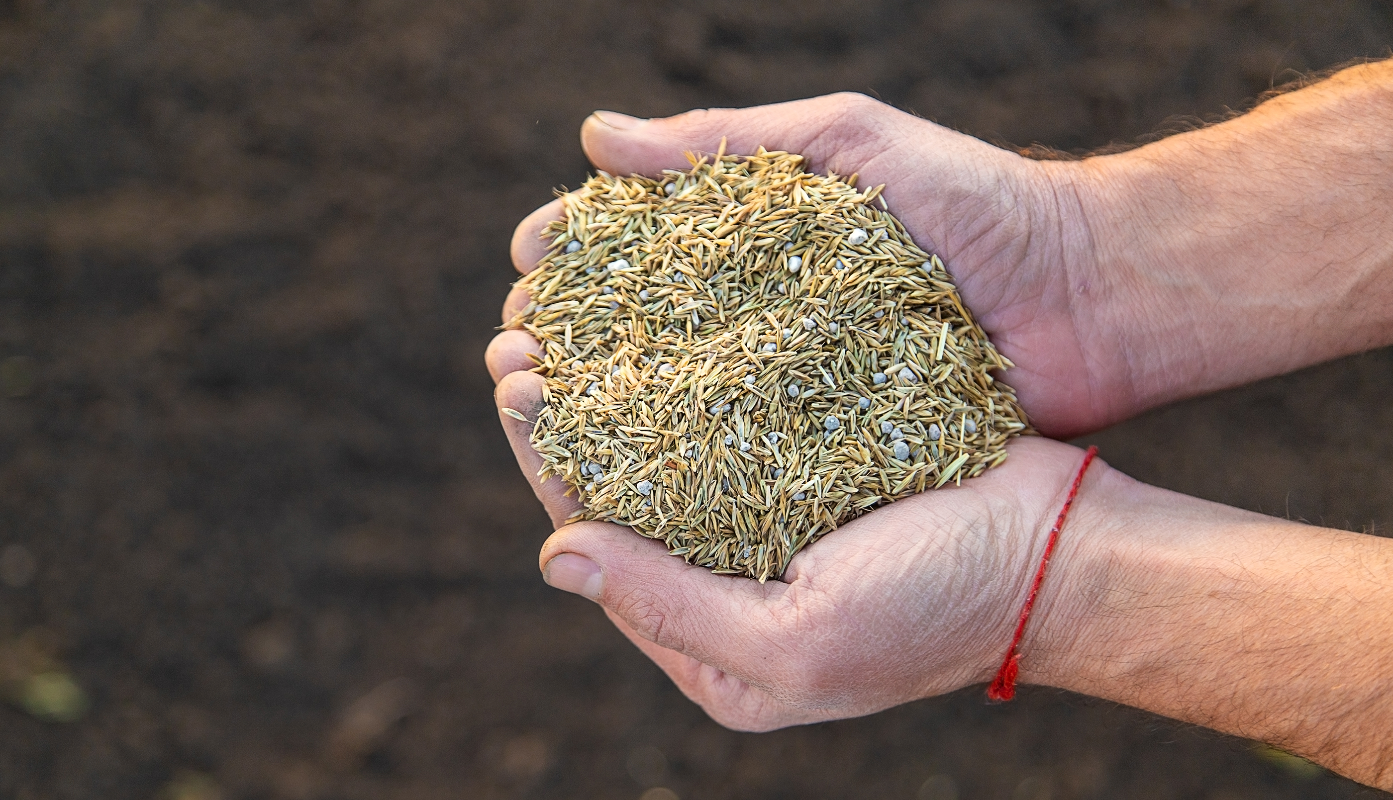 Achieve a Lush Lawn with Premium Grass Seed – A&M Turf Farms