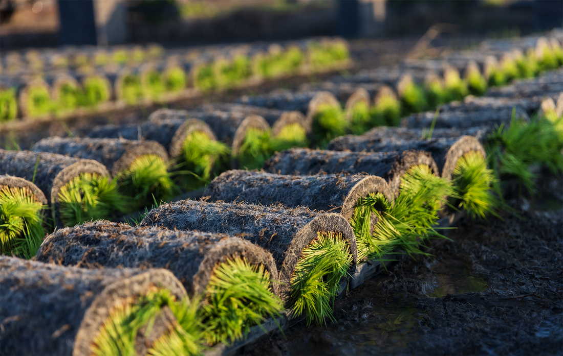 The Legacy of A&M Turf Farms