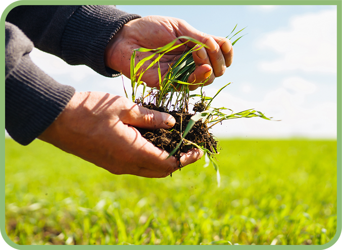 hands holding some grass with dirt